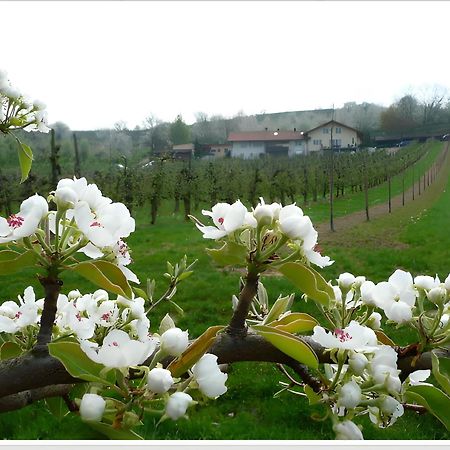 Weingut Ringwald Lejlighed Herbolzheim Eksteriør billede